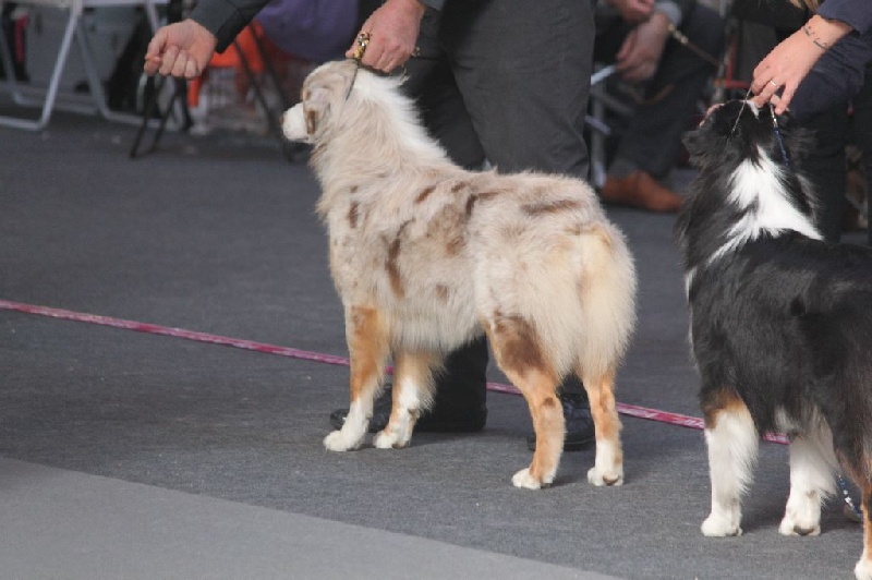 Leia princess red Du Domaine De La Croix Celte - Exc non classé classe inter