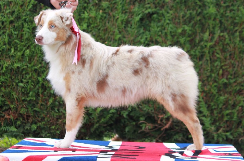 Leia princess red Du Domaine De La Croix Celte - 3ème très prometteur (Puppy)