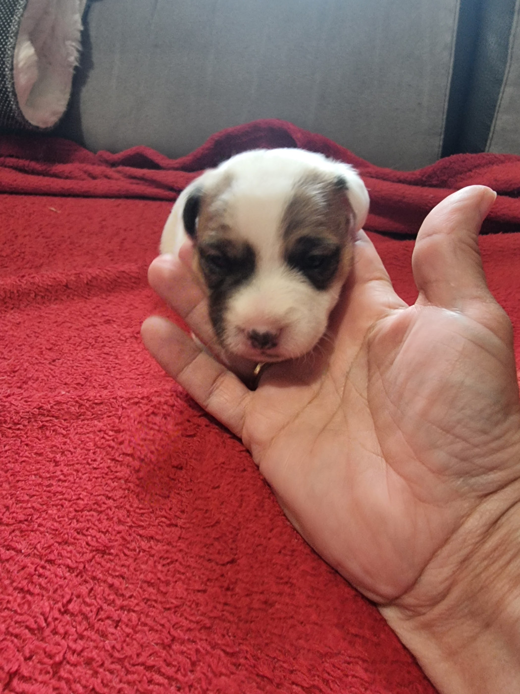 bijou - Jack Russell Terrier