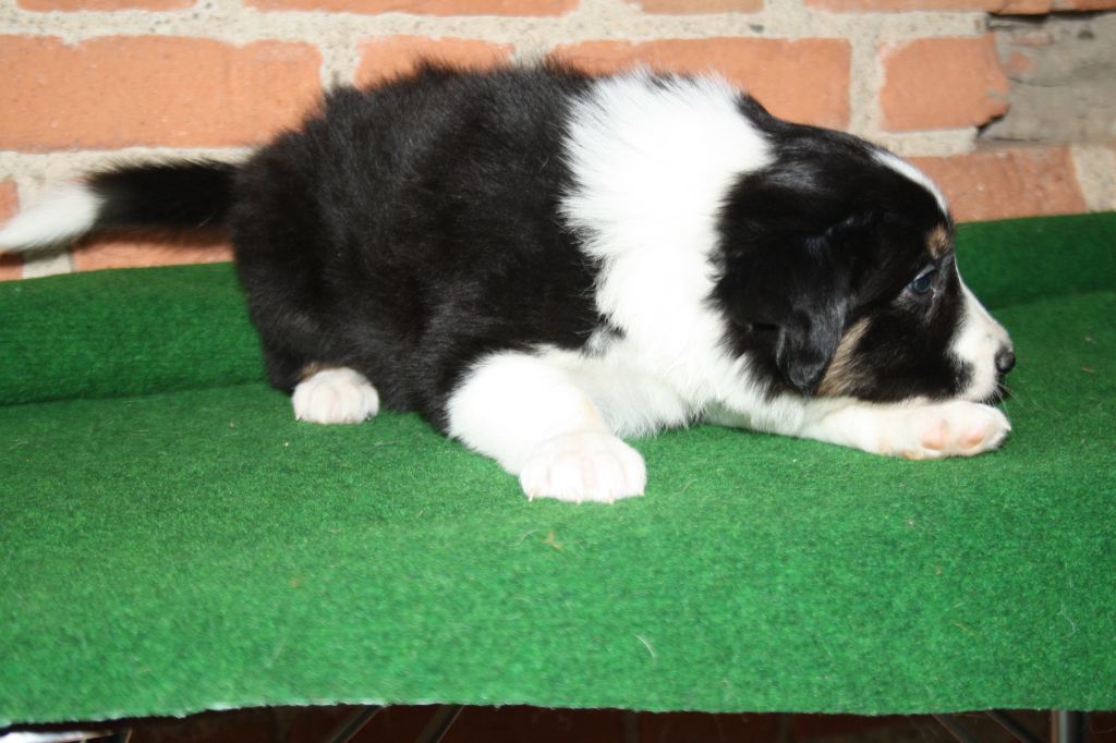Chiot Border Collie, mâle disponible en AuvergneRhone
