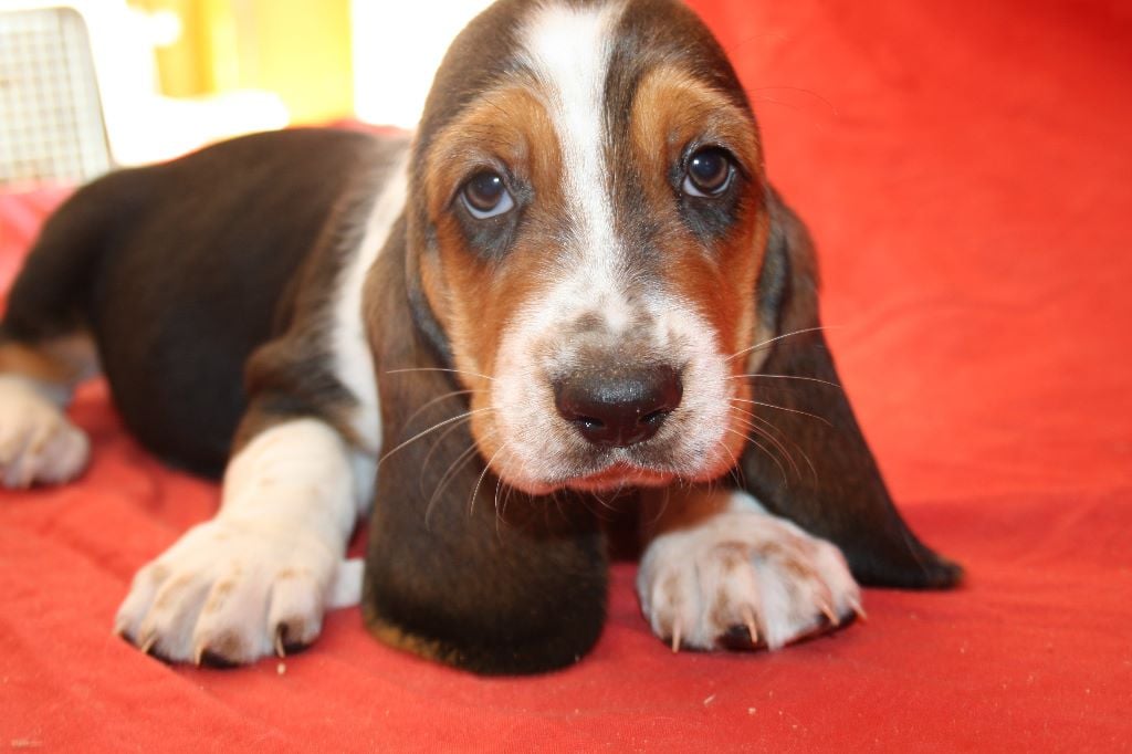 Chiot Basset Hound, oméga, femelle disponible en Auvergne Chiot Basset Hound, oméga, femelle disponible en Auvergne