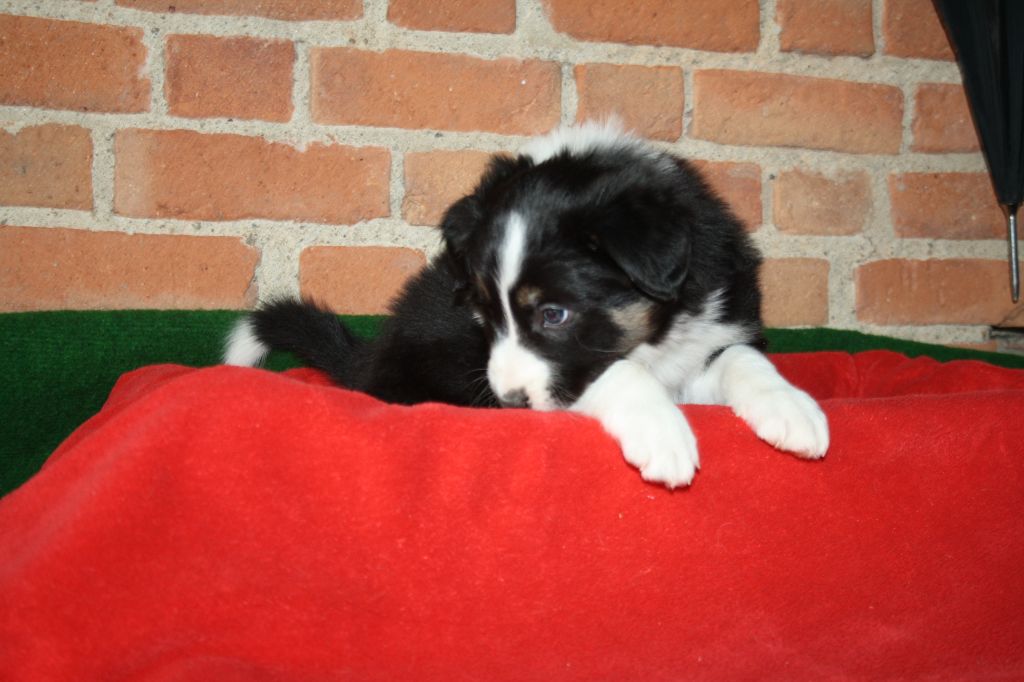 Chiot Border Collie, mâle disponible en AuvergneRhone