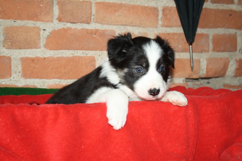 Chiot Border Collie, femelle disponible en AuvergneRhone