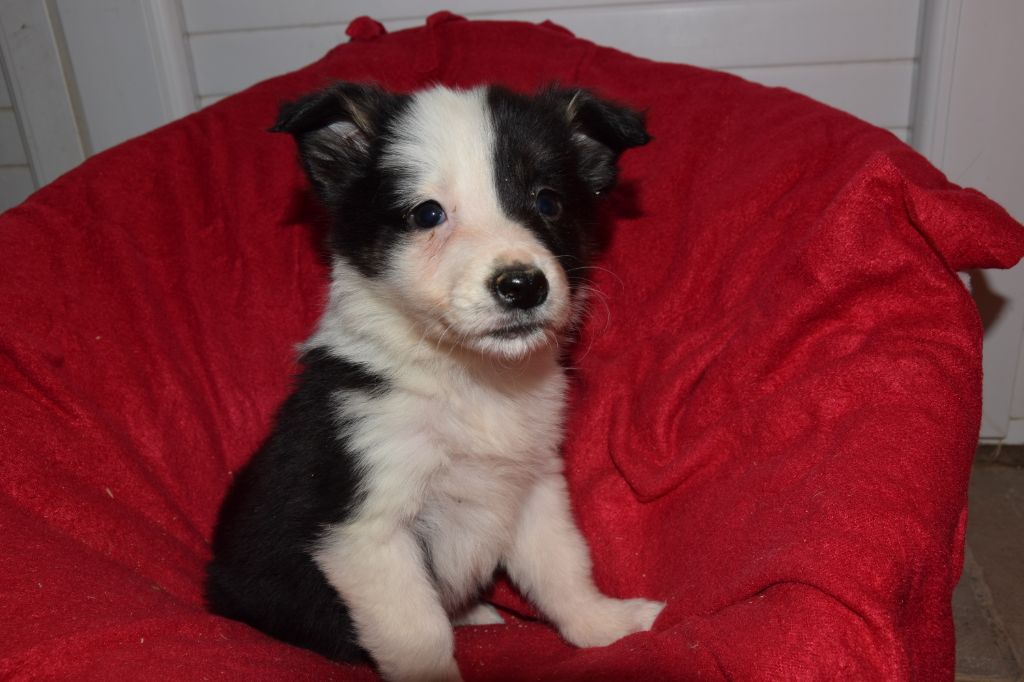 Chiot Border Collie, femelle disponible en AuvergneRhone