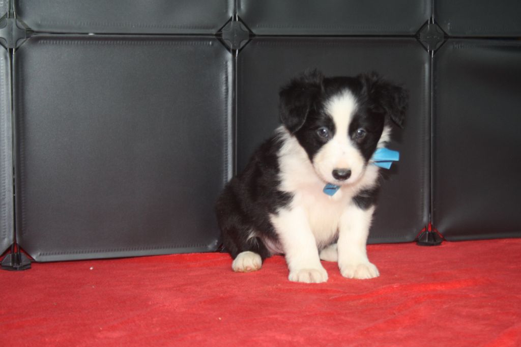 Chiot Border Collie, mâle disponible en AuvergneRhone