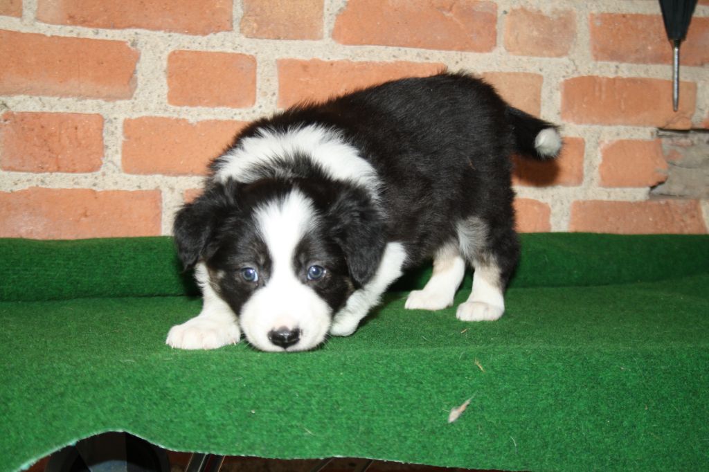 Chiot Border Collie, femelle disponible en AuvergneRhone