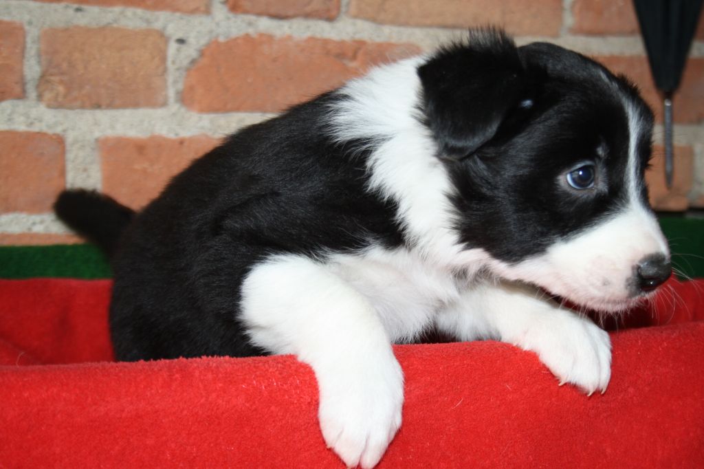 Chiot Border Collie, femelle disponible en AuvergneRhone