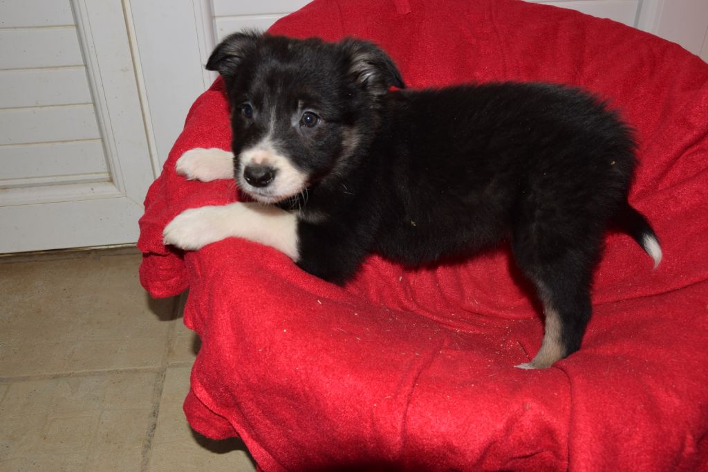 Chiot Border Collie, femelle disponible en AuvergneRhone