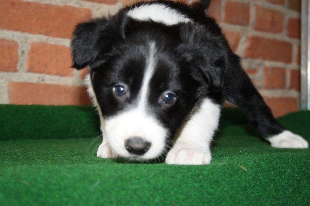 Chiot Border Collie, femelle disponible en AuvergneRhone