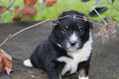 Les chiots de Berger Américain Miniature 