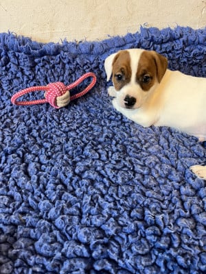 Les chiots de Jack Russell Terrier
