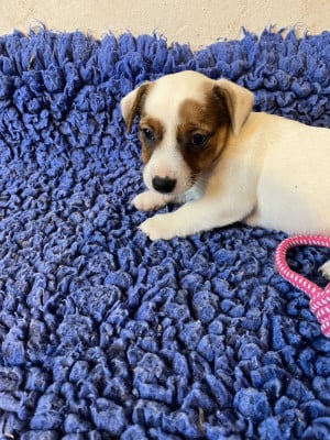 Les chiots de Jack Russell Terrier