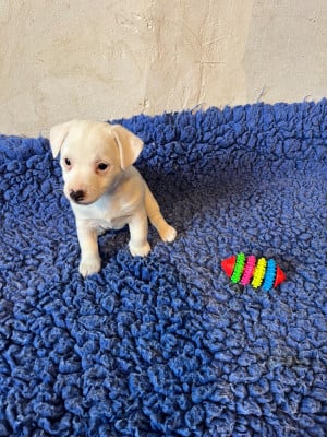 Les chiots de Jack Russell Terrier