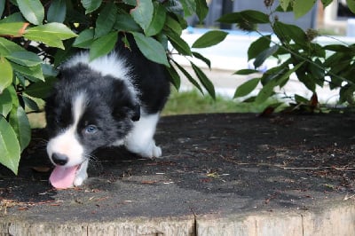 Les chiots de Border Collie