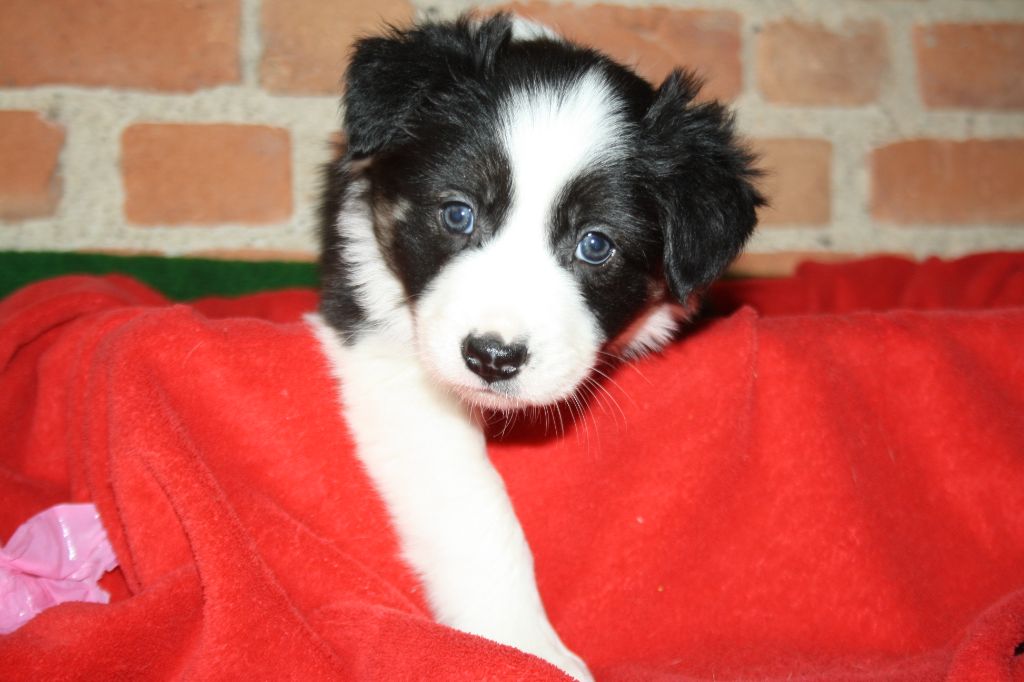 Chiot Border Collie, femelle disponible en AuvergneRhone