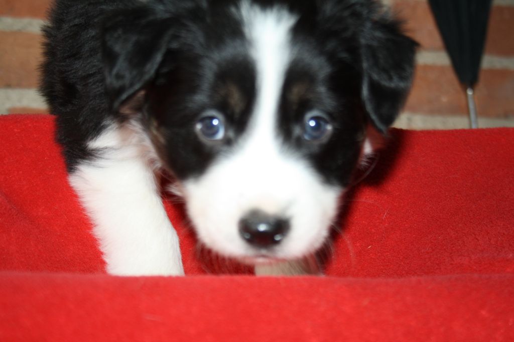 Chiot Border Collie, mâle disponible en AuvergneRhone