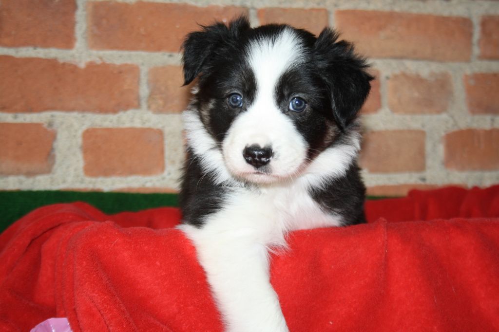 Chiot Border Collie, femelle disponible en AuvergneRhone