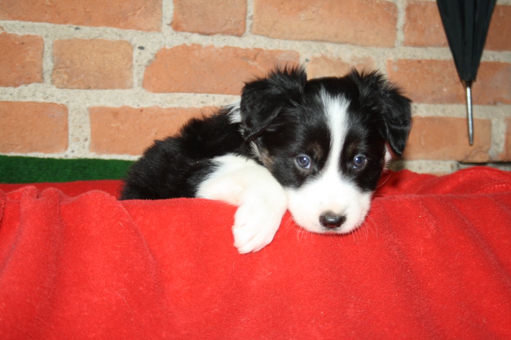 Chiot Border Collie, mâle disponible en AuvergneRhone