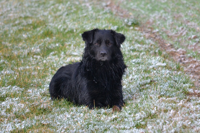 Publication : Des Allées Brumeuses Auteur : G.A.B photographe Animalier