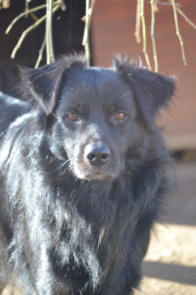 Publication : Des Allées Brumeuses Auteur : G.A.B photographe Animalier
