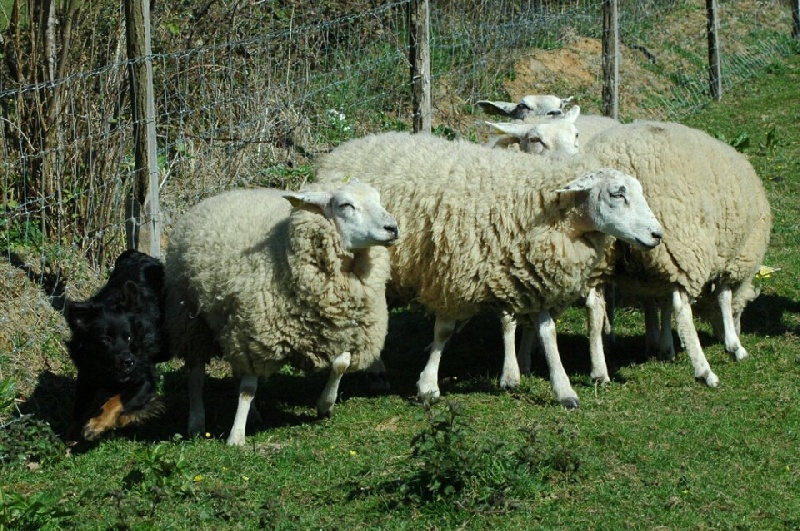 Publication : Des Allées Brumeuses Auteur : G.A.B photographe Animalier