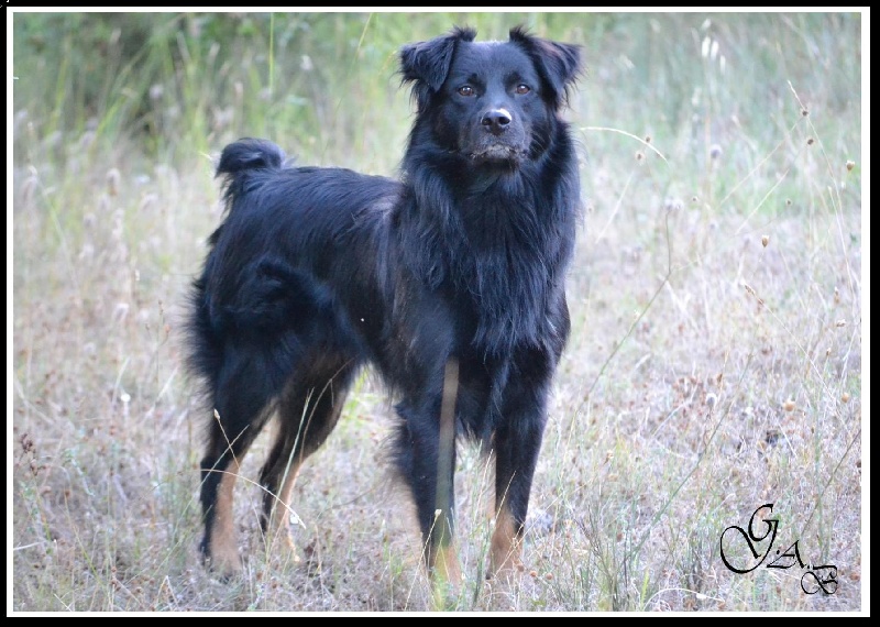 Publication : Des Allées Brumeuses Auteur : G.A.B photographe Animalier
