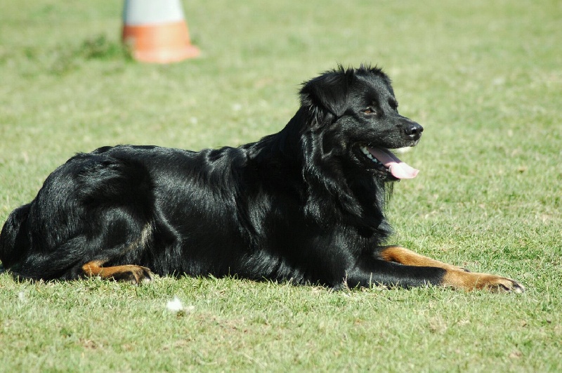 Publication : Des Allées Brumeuses Auteur : G.A.B photographe Animalier