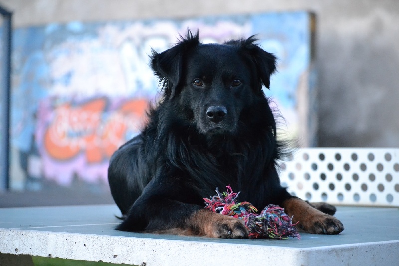 Publication : Des Allées Brumeuses Auteur : G.A.B photographe Animalier