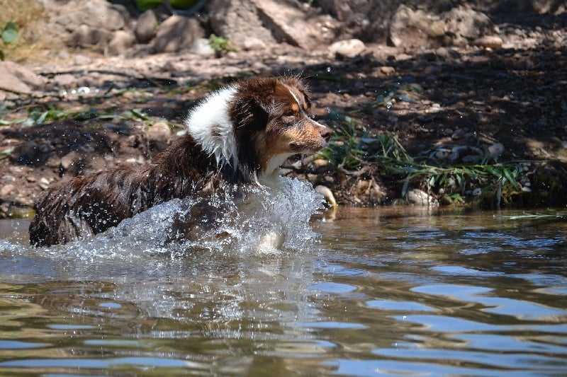 Publication : Des Allées Brumeuses Auteur : G.A.B Photographe Animalier