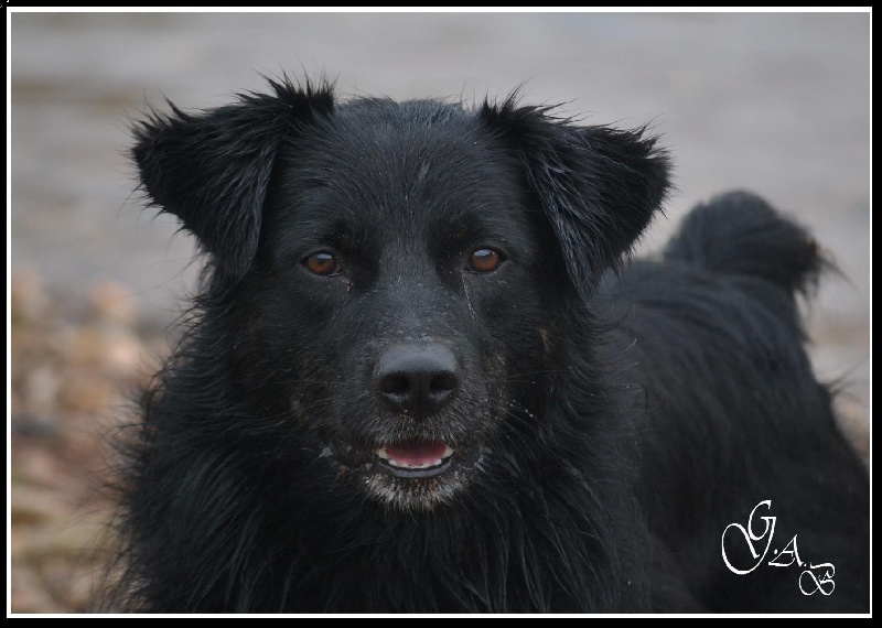 Publication : Des Allées Brumeuses Auteur : G.A.B photographe Animalier