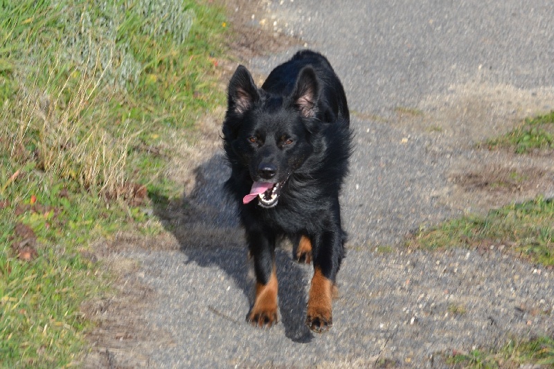 Publication : Des Allées Brumeuses Auteur : G.A.B photographe Animalier