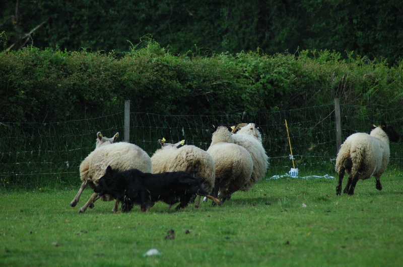 Publication : Des Allées Brumeuses Auteur : G.A.B photographe Animalier