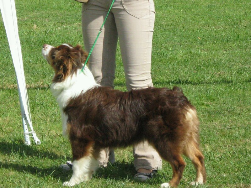 Publication : Des Allées Brumeuses Auteur : G.A.B Photographe Animalier