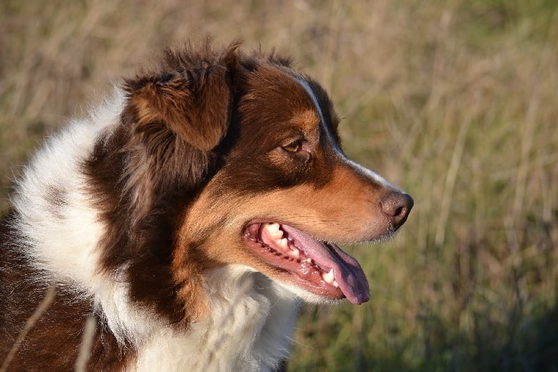 Publication : Des Allées Brumeuses Auteur : G.A.B Photographe Animalier