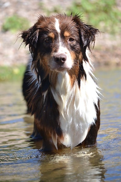 Publication : Des Allées Brumeuses Auteur : G.A.B Photographe Animalier
