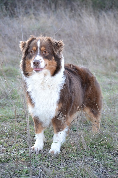 Publication : Des Allées Brumeuses Auteur : G.A.B Photographe Animalier