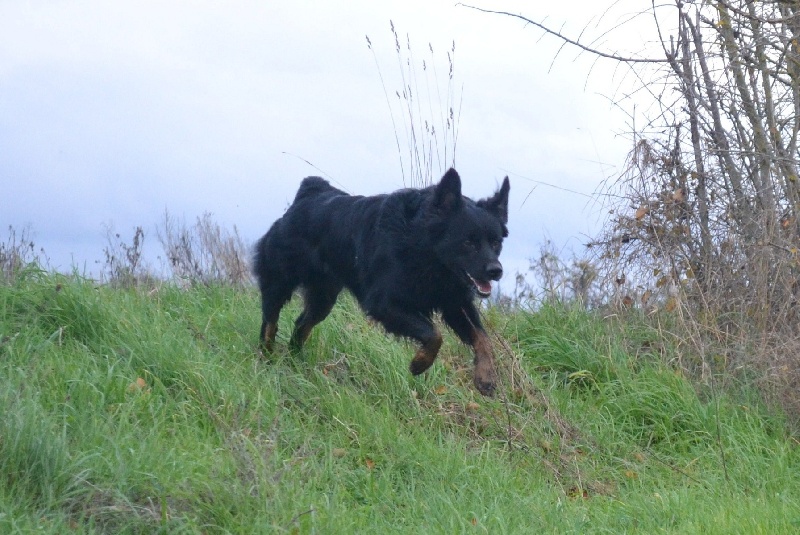 Publication : Des Allées Brumeuses Auteur : G.A.B photographe Animalier