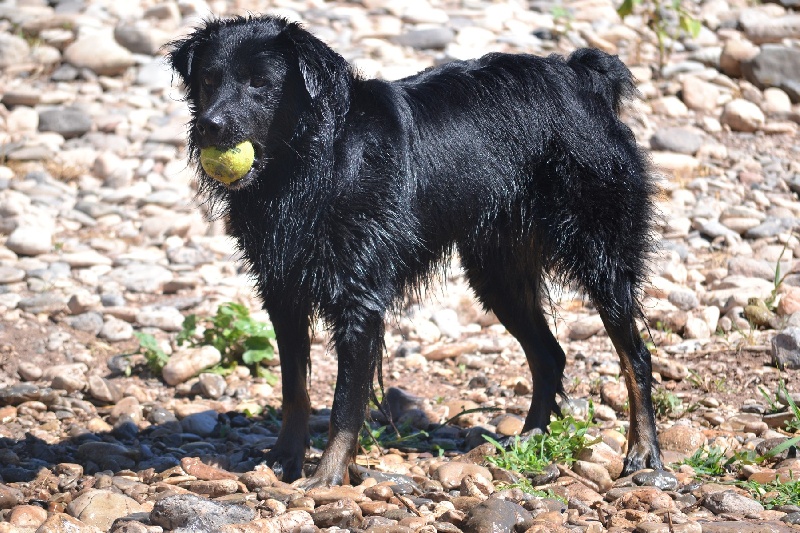 Publication : Des Allées Brumeuses Auteur : G.A.B photographe Animalier