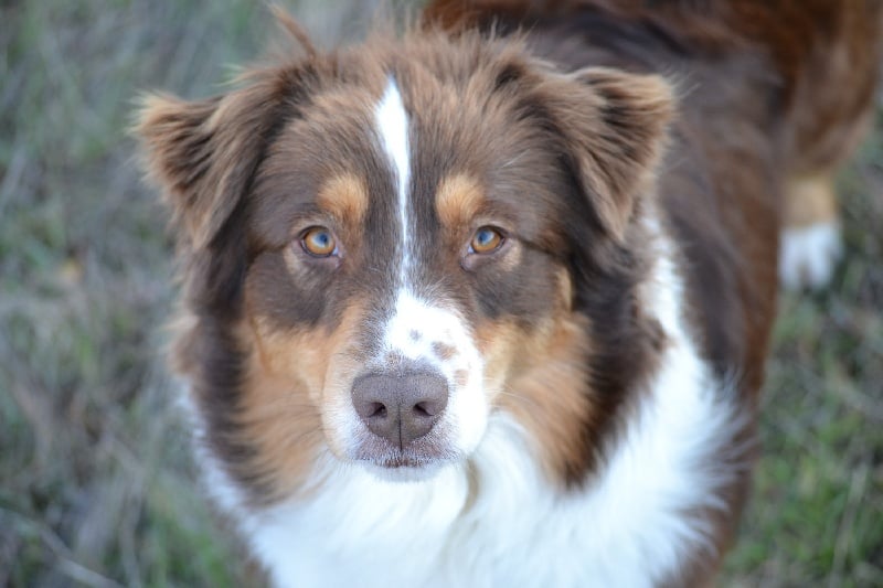 Publication : Des Allées Brumeuses Auteur : G.A.B Photographe Animalier