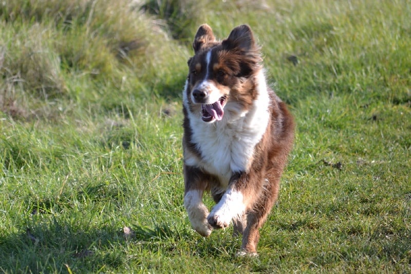 Publication : Des Allées Brumeuses Auteur : G.A.B Photographe Animalier