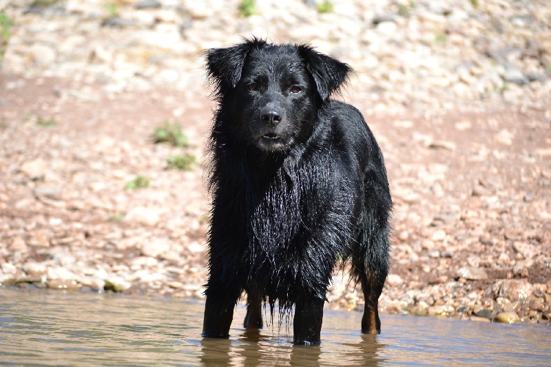 Publication : Des Allées Brumeuses Auteur : G.A.B photographe Animalier