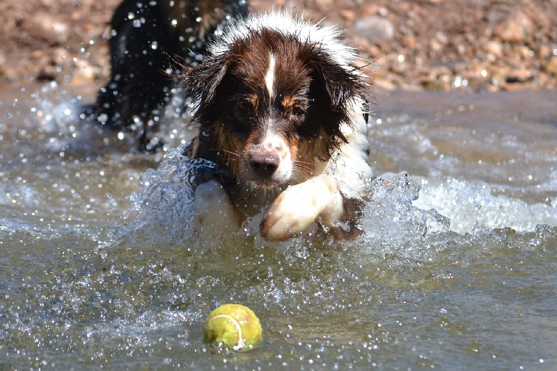 Publication : Des Allées Brumeuses Auteur : G.A.B Photographe Animalier