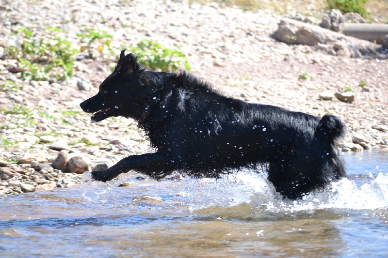 Publication : Des Allées Brumeuses Auteur : G.A.B photographe Animalier
