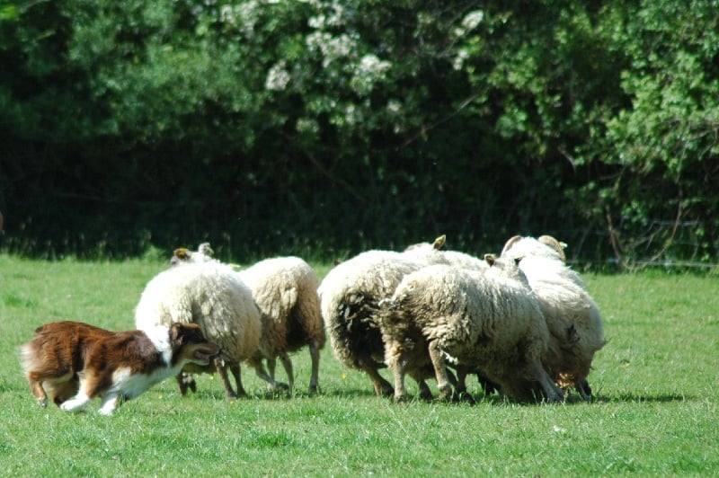 Publication : Des Allées Brumeuses Auteur : G.A.B Photographe Animalier
