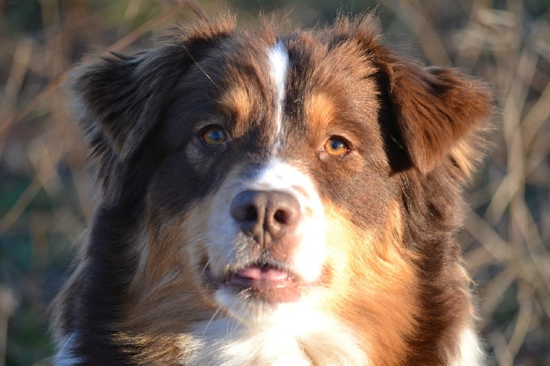 Publication : Des Allées Brumeuses Auteur : G.A.B Photographe Animalier