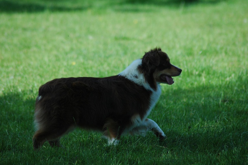 Publication : Des Allées Brumeuses Auteur : G.A.B Photographe Animalier