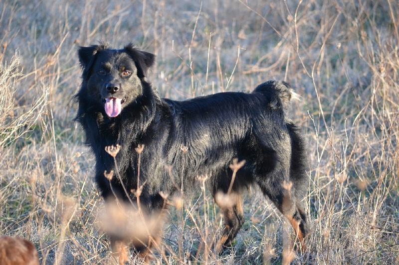 Publication : Des Allées Brumeuses Auteur : G.A.B photographe Animalier