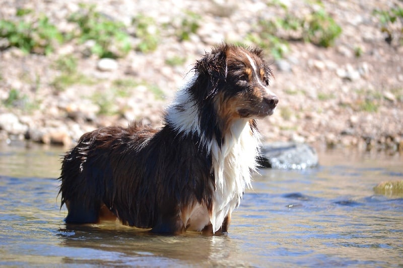 Publication : Des Allées Brumeuses Auteur : G.A.B Photographe Animalier