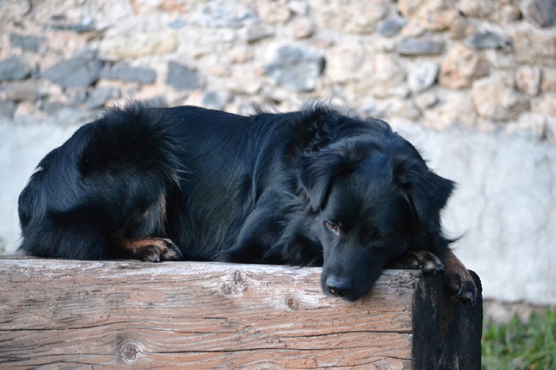 Publication : Des Allées Brumeuses Auteur : G.A.B photographe Animalier