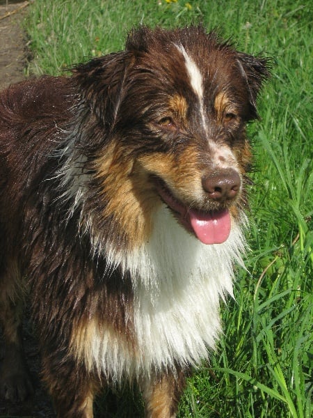 Publication : Des Allées Brumeuses Auteur : G.A.B Photographe Animalier